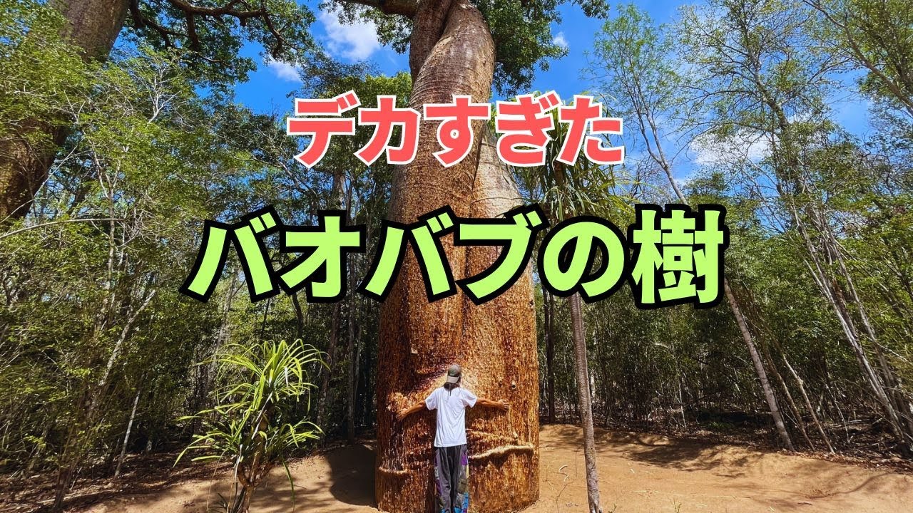【念願の日】マダガスカルで一番来たかったバオバブの樹