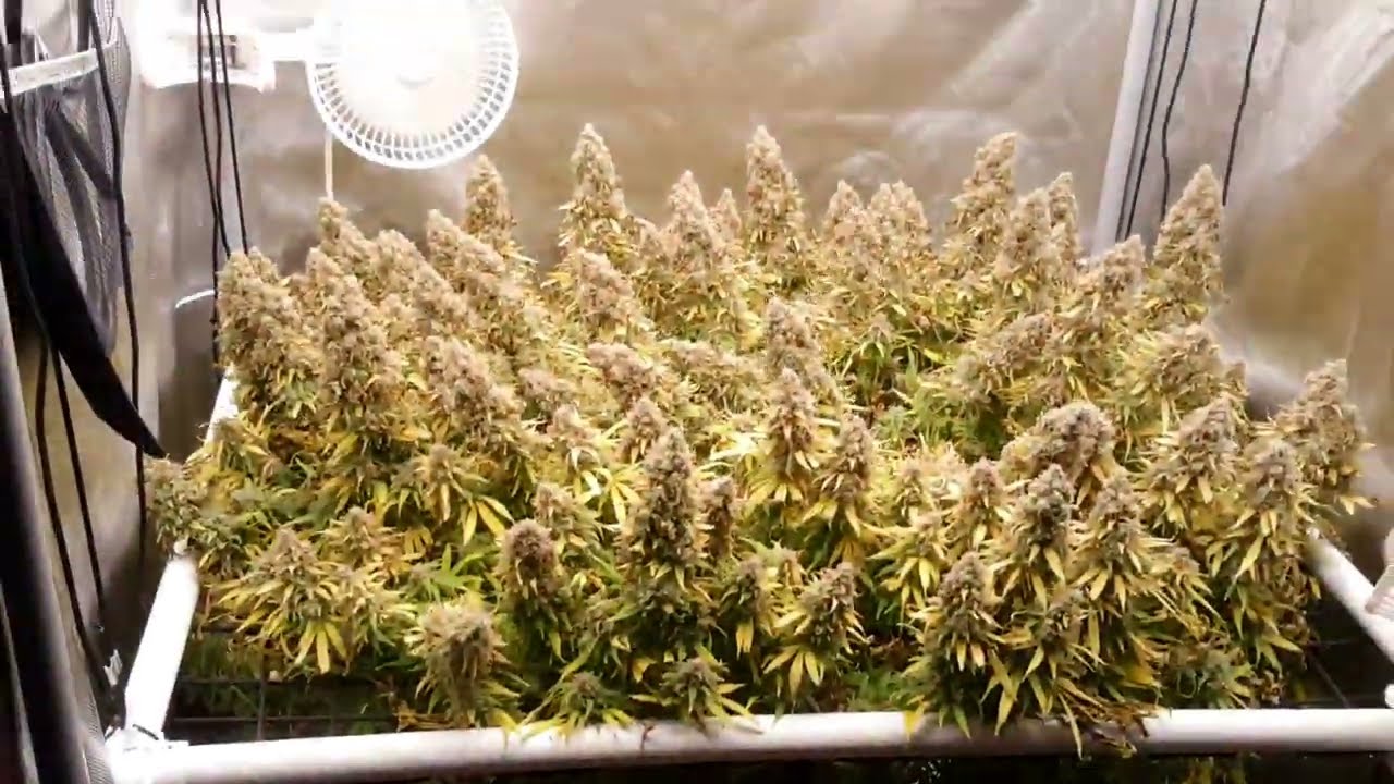Black Sugar harvest day
