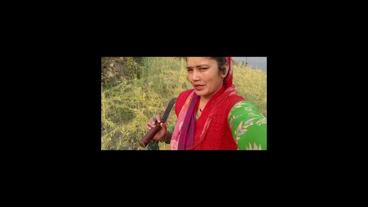 सरसों के खेत में से गेहूं गायब। #पहाड़ीlifestyle #पहाड़ीवीडियो 