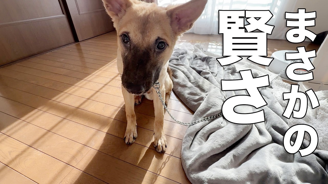 【野犬の子3日目】保健所出身の子のリアル…賢さに胸が熱くなった日