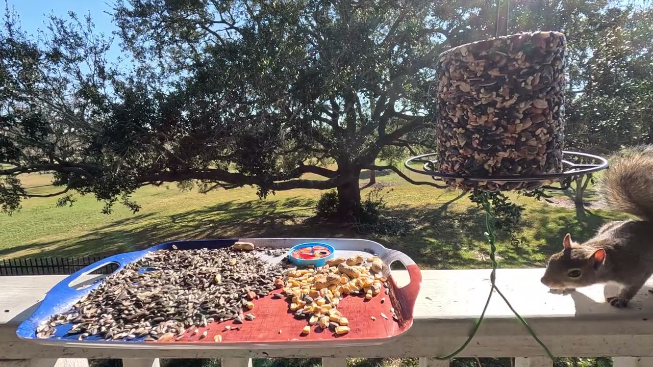 Hungry Squirrel part 2