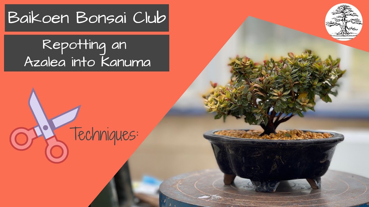 Azalea Bonsai Repotting - Tom Lau -  Bonsai Technique - Baikoen Bonsai Club