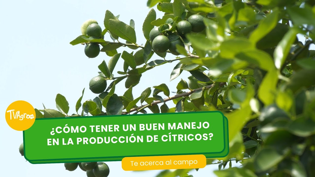 ¿Cómo tener un buen manejo en la producción de cítricos?- TvAgro por Juan Gonzalo Angel Restrepo