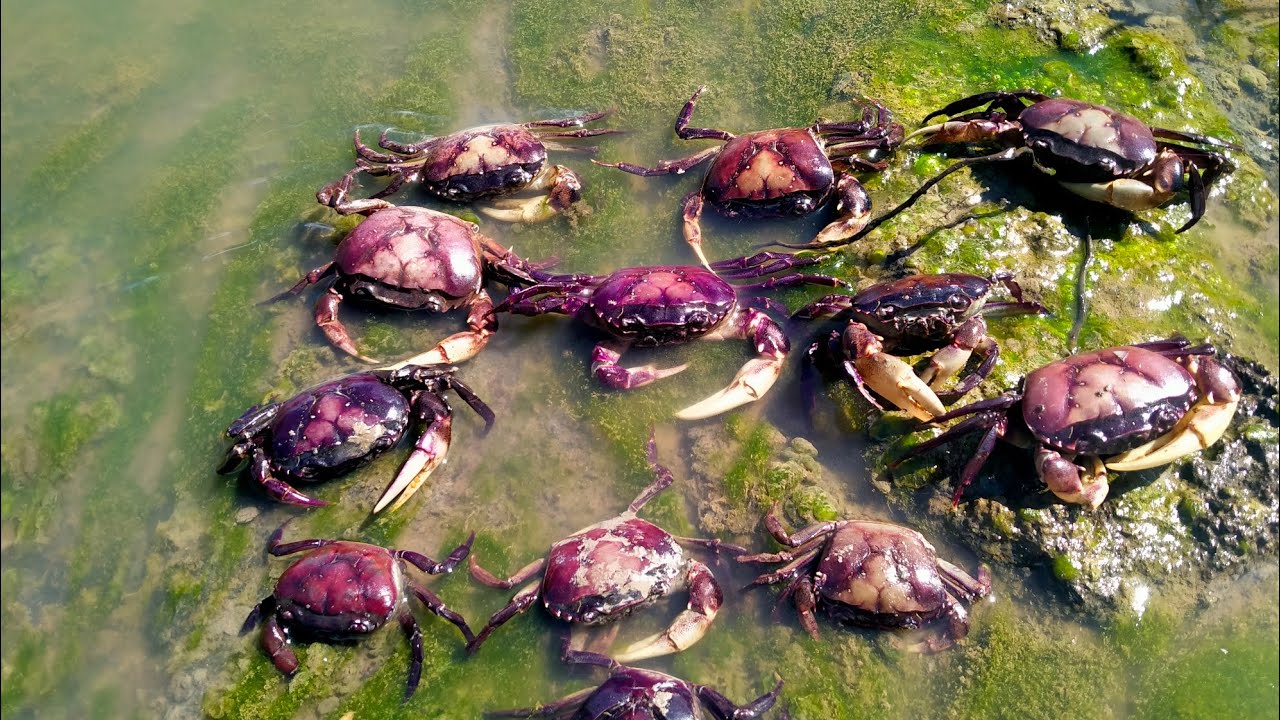 Wow Smart  Man Make eazy deep hole Crab Trap to catch alot of Crab - How to make crab trap