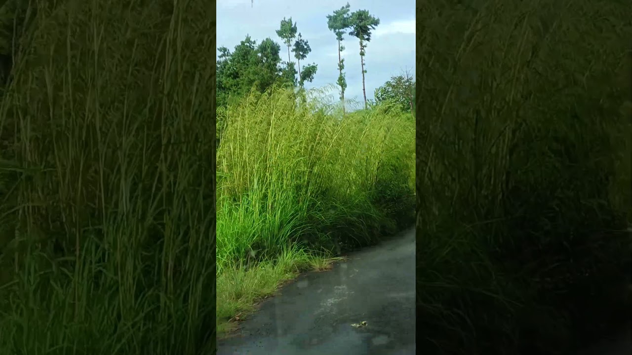 #Nagalang short video of my native place on the way to Dimapur Nagaland