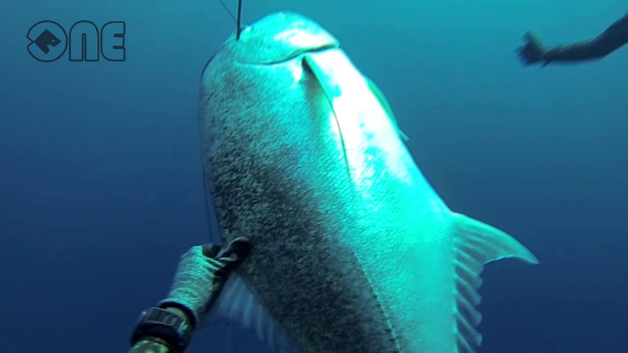 The Uprise Of a New Spearfisher.