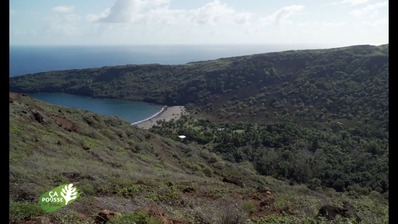 Ça pousse au fenua - Le Mag : Ça pousse à Nuku Hiva