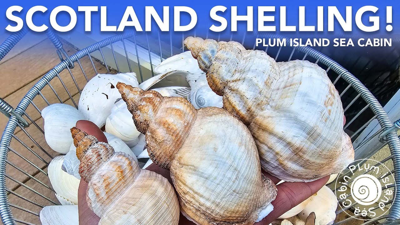 Pelican Foot Find! | Shelling Scotland Part 2! | Cold Water Virtual Shelling | @PlumIslandSeaCabin