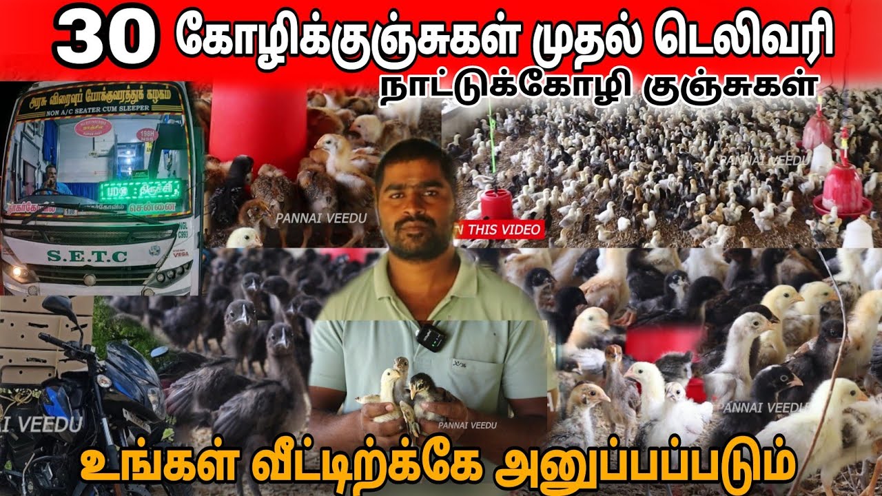 🔥தமிழ்நாடு முழுவதும் நாட்டுக்கோழி குஞ்சுகள் உங்கள் வீட்டிற்கே டெலிவரி // nattu kozi  #pannaiveedu