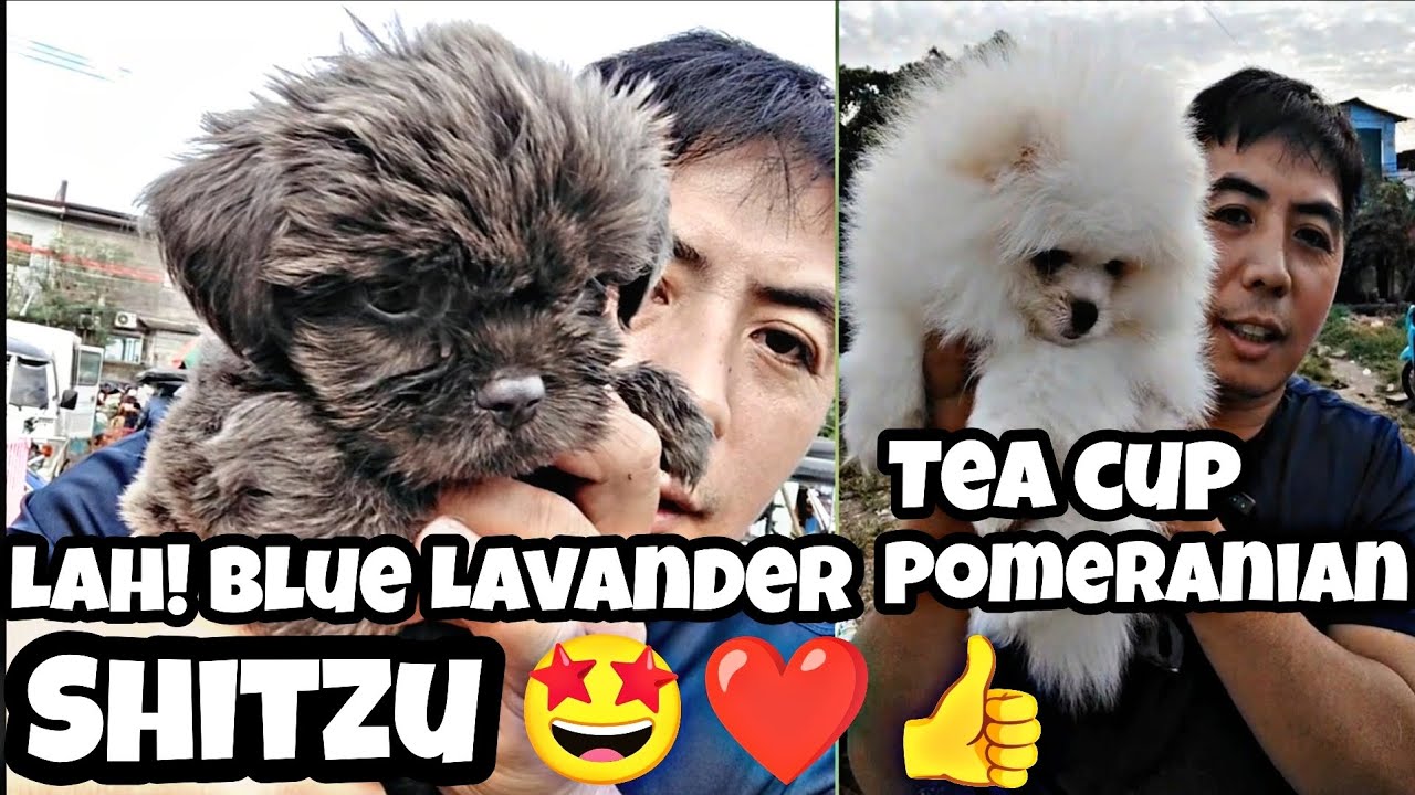 #Bocaue petmarket #Blue lavander na shitzu grabe Ang Ganda 🤩❤️👍#tea cup Pomeranian 🤩❤️👍