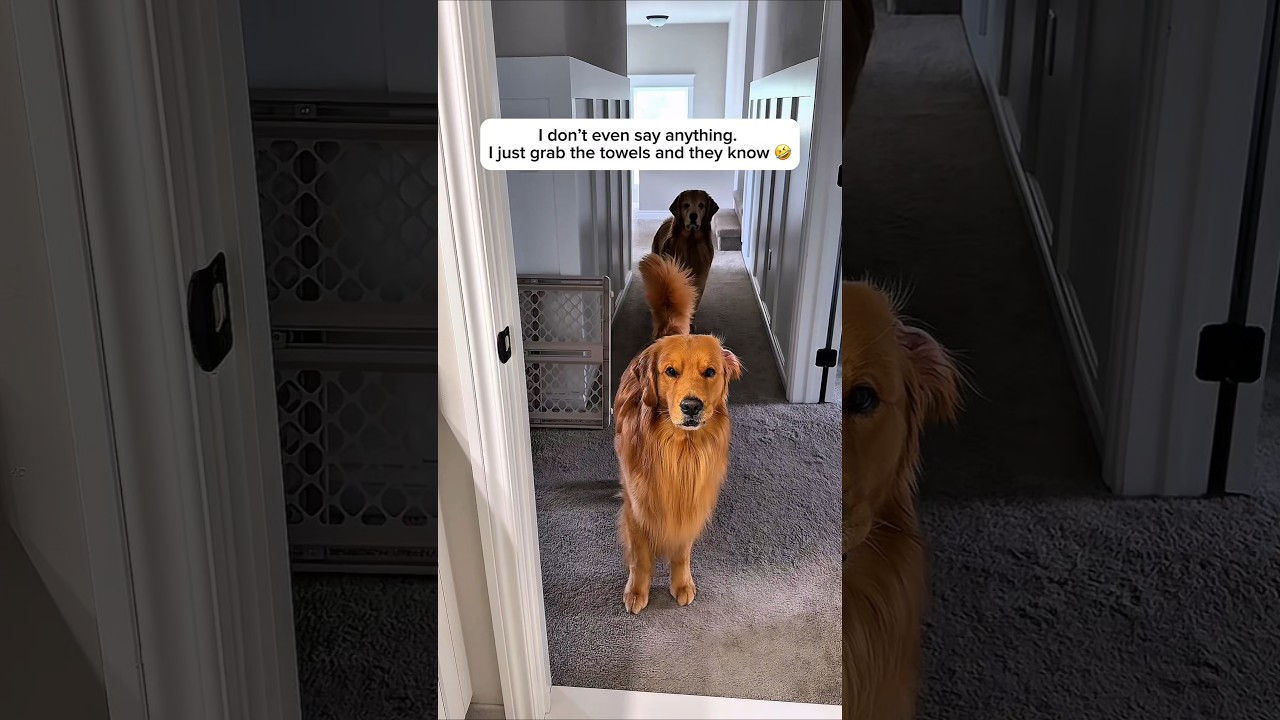 When my dogs realize they're going swimming...