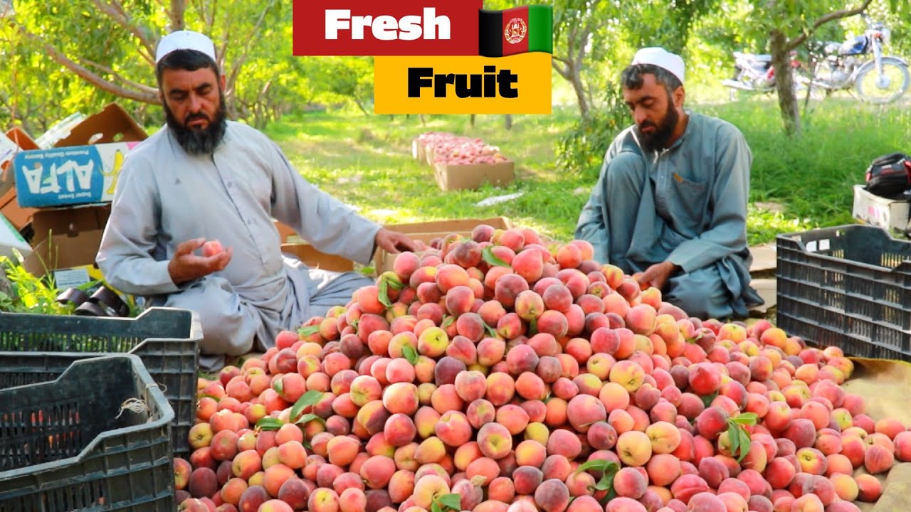 Fresh fruit of Afghanistan | Gardens of Herat | حاصلات باغ های میوه در هرات