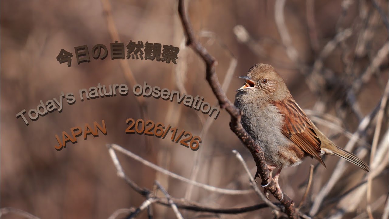 今日の自然観察　Today's nature observation　JAPAN  2026/1/26