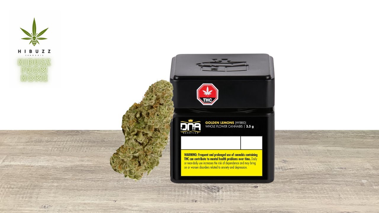 Hibuzz From Home Ep. 41: DNA Genetics Golden Lemons (OCS Legal Cannabis Review)