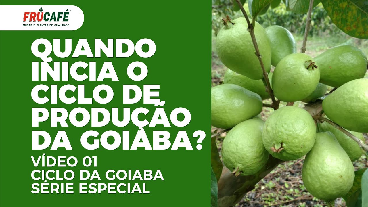 Quando Inicia o Ciclo de Produção da Goiaba? Série Ciclo da Goiaba - Vídeo 01