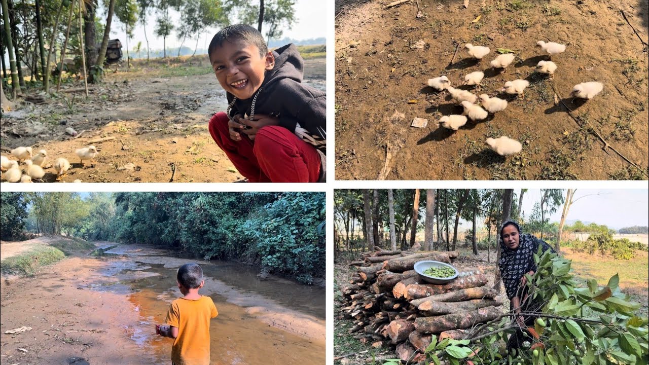 বাড়িতে নতুন অতিথি নিয়ে আসলাম চীনা হাঁসের ছানা | জলপাই পারতে গিয়ে গাছটাই কেটে ফেললাম ||