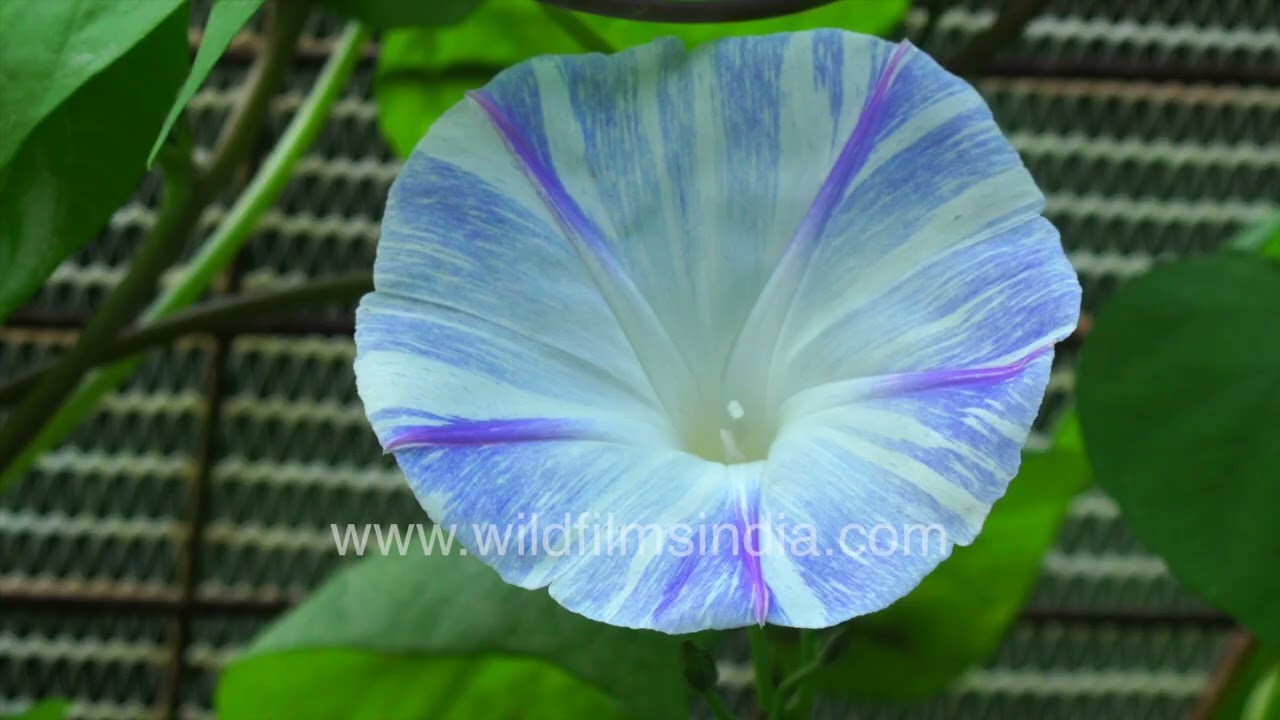 Monsoon profusion, with Morning Glory blooms, misty mountains, time lapse clouds, early winterline