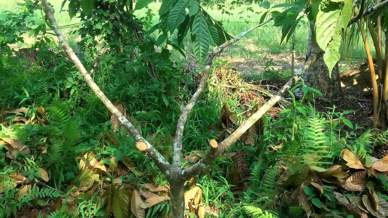 PAANO MAG PRUNING NG CACAO?(13612 METHOD)