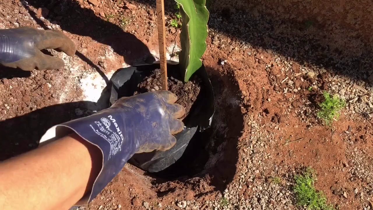 Como Plantar  Pitaya