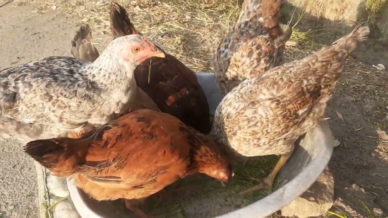 Chicken having breakfast 
