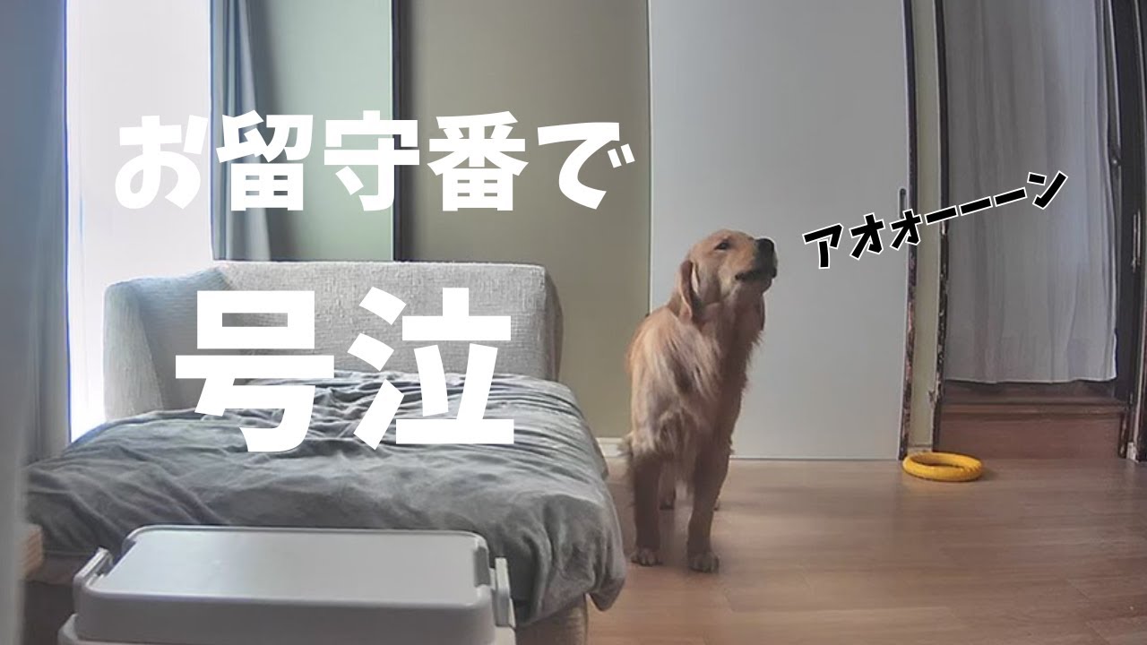 お留守番が寂しくて号泣しちゃったゴールデンレトリバーがこちら・・・