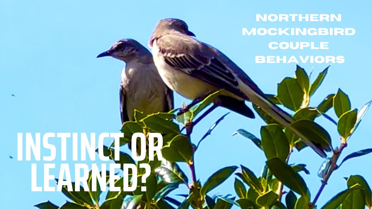 Innate Or Learned Behaviors? Couple Relationship || Northern Mockingbirds 🐦