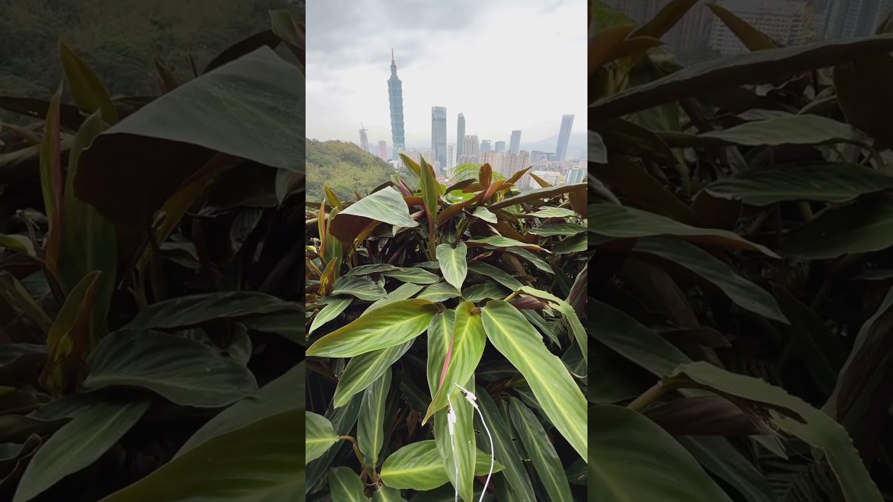 These sounds get wild! 😲🌿🎶 High above Taipei on Elephant Mountain, this plant is creating deep