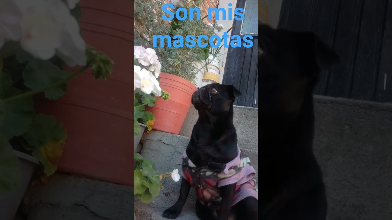 #pugsinos #agapornies