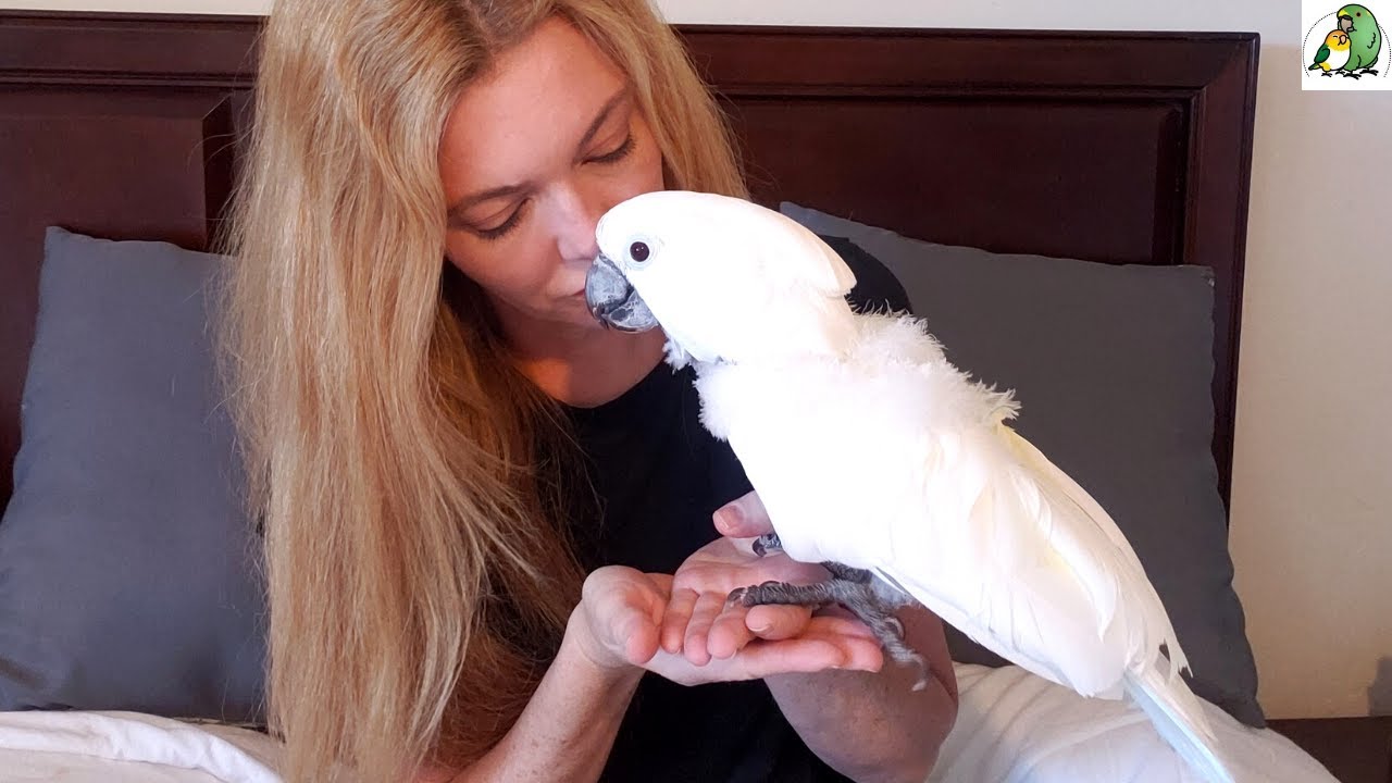 My Cockatoo Tried to Tear Open Her Chest | Victoria Cockatoo Update