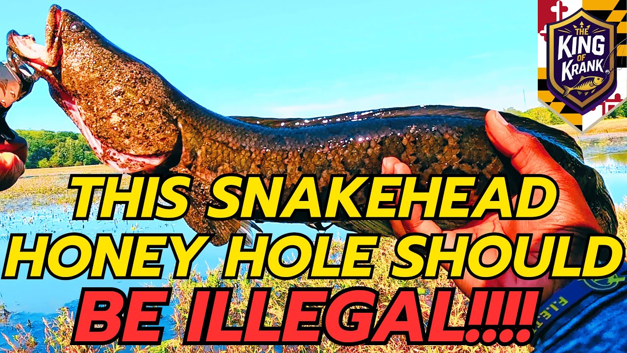 Secret Snakehead Fishing Honey Hole Exposed in Maryland