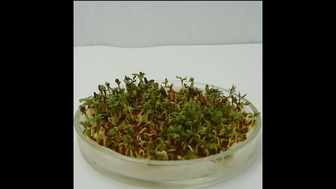 Growing Cress Seeds Time lapse germinating and growing