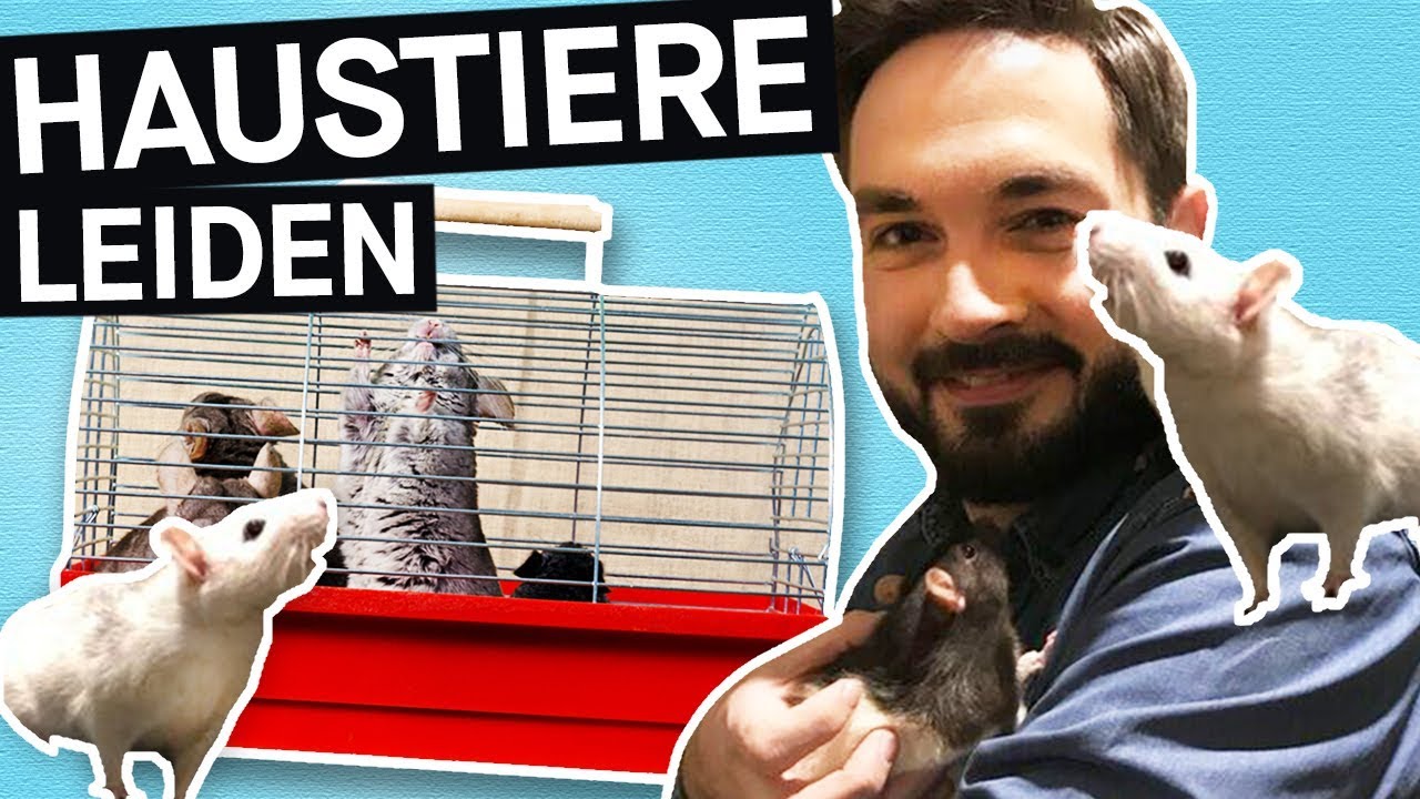 Haustiere in Gefahr: Käfige viel zu klein? So leiden eure Hamster! || PULS Reportage