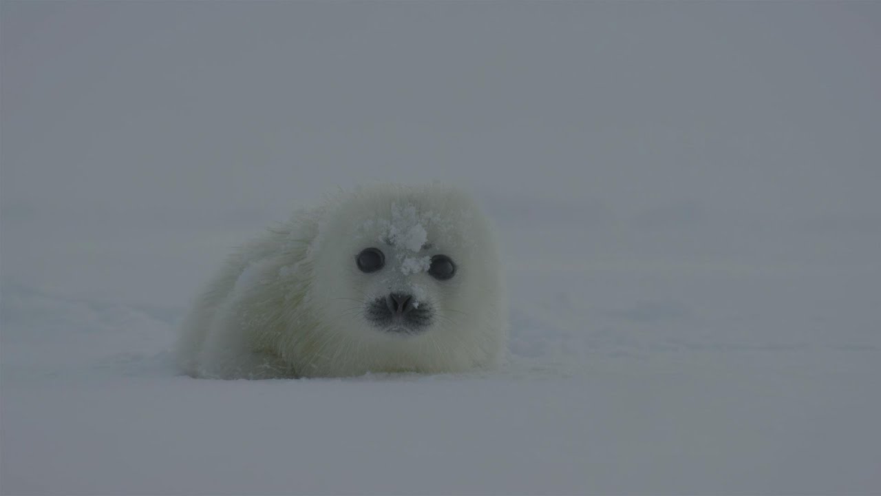 A Seal Pup Alone On The Ice | 4k