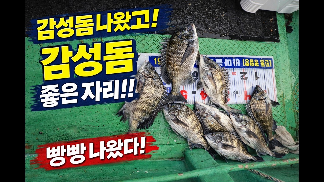 역시 낚시는 감성돔 낚시