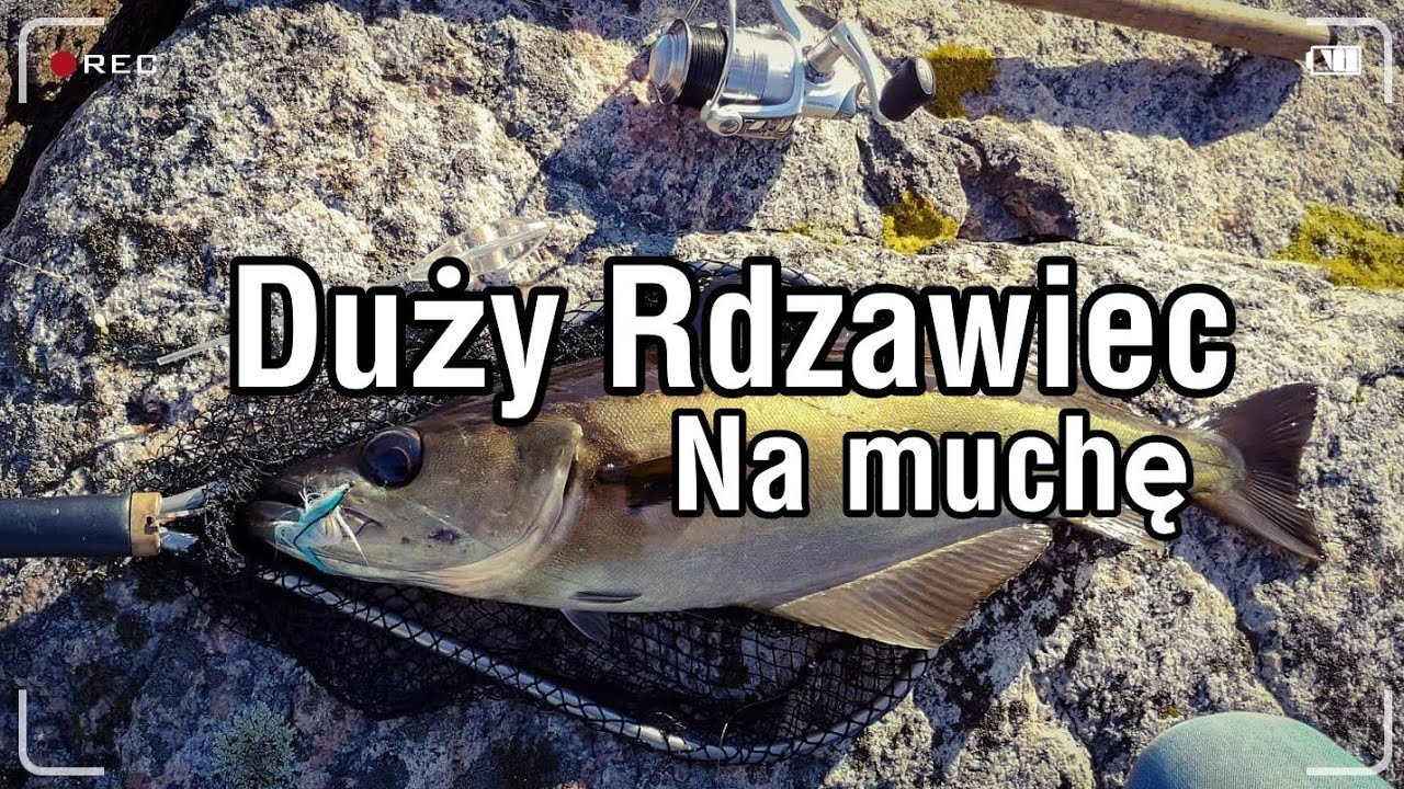 Duży Rdzawiec na muchę /Wedkarstwo w Norwegii /Stor Lyr på flue