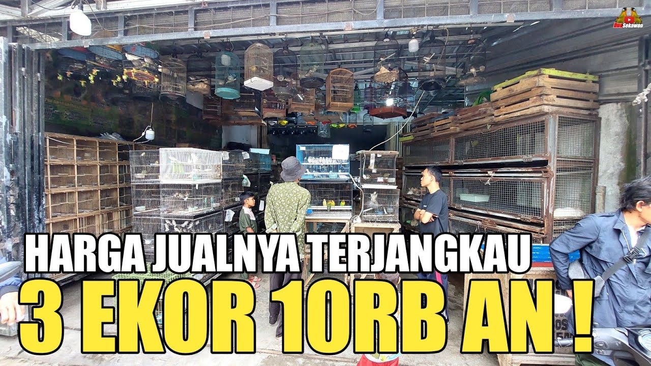 3 EKOR 10RB ! UPDATE HARGA BURUNG DAN HEWAN PELIHARAAN DI RUMAH HEWAN RANGKASBITUNG BANTEN