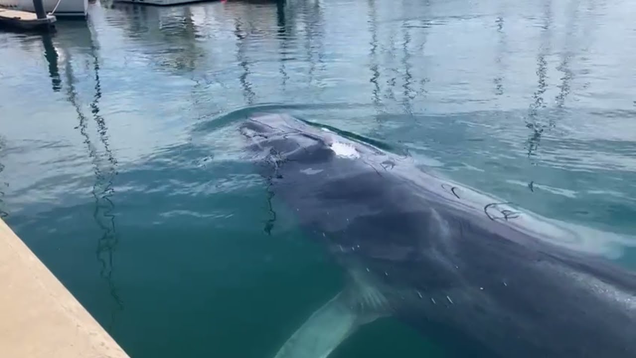 Impresionante ballena de 18 metros se mete dentro del Real club náutico de Valencia