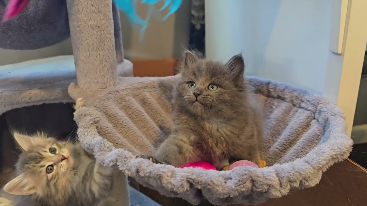 Calvin 6 weeks - LeGrand Siberians