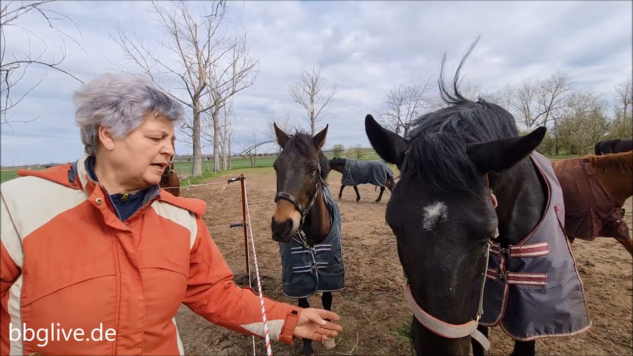 Reitverein Poplitz sucht Unterst&uuml;tzung f&uuml;r krankes Pferd