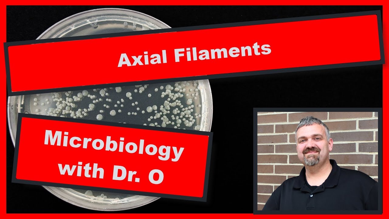 Axial Filaments:  Microbiology