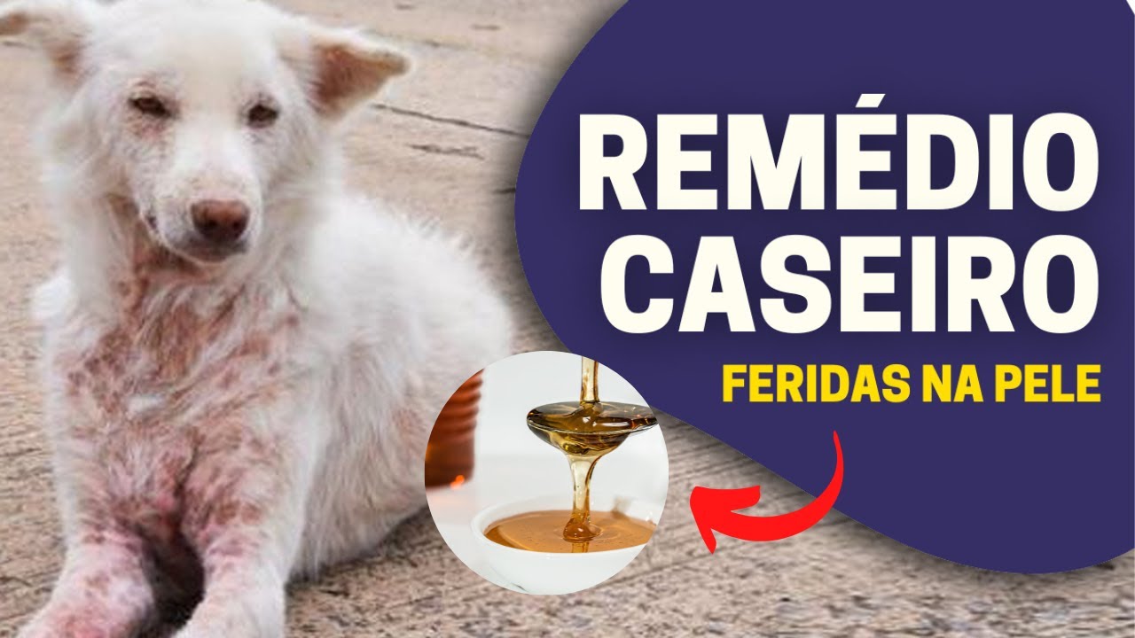 REMÉDIO CASEIRO para ferida em CACHORRO!