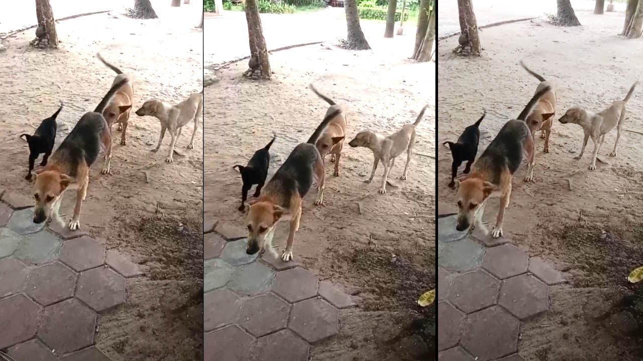 She Was Surrounded. Her Puppy Was Crying. What This Mother Dog Did Next Is UNBELIEVABLE.