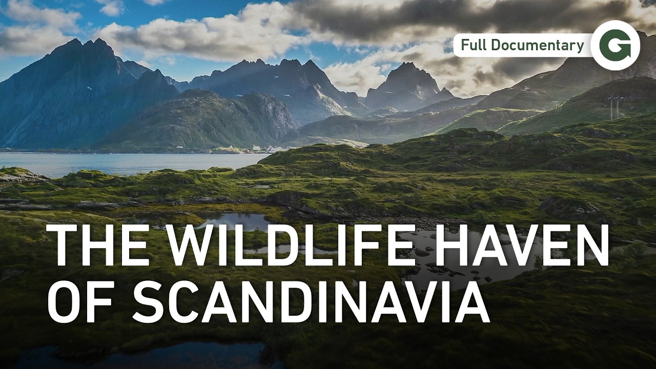 Swedish Lapland to Finnish Lakes: Where Europe's Rarest Wildlife Still Thrives | Full Documentary