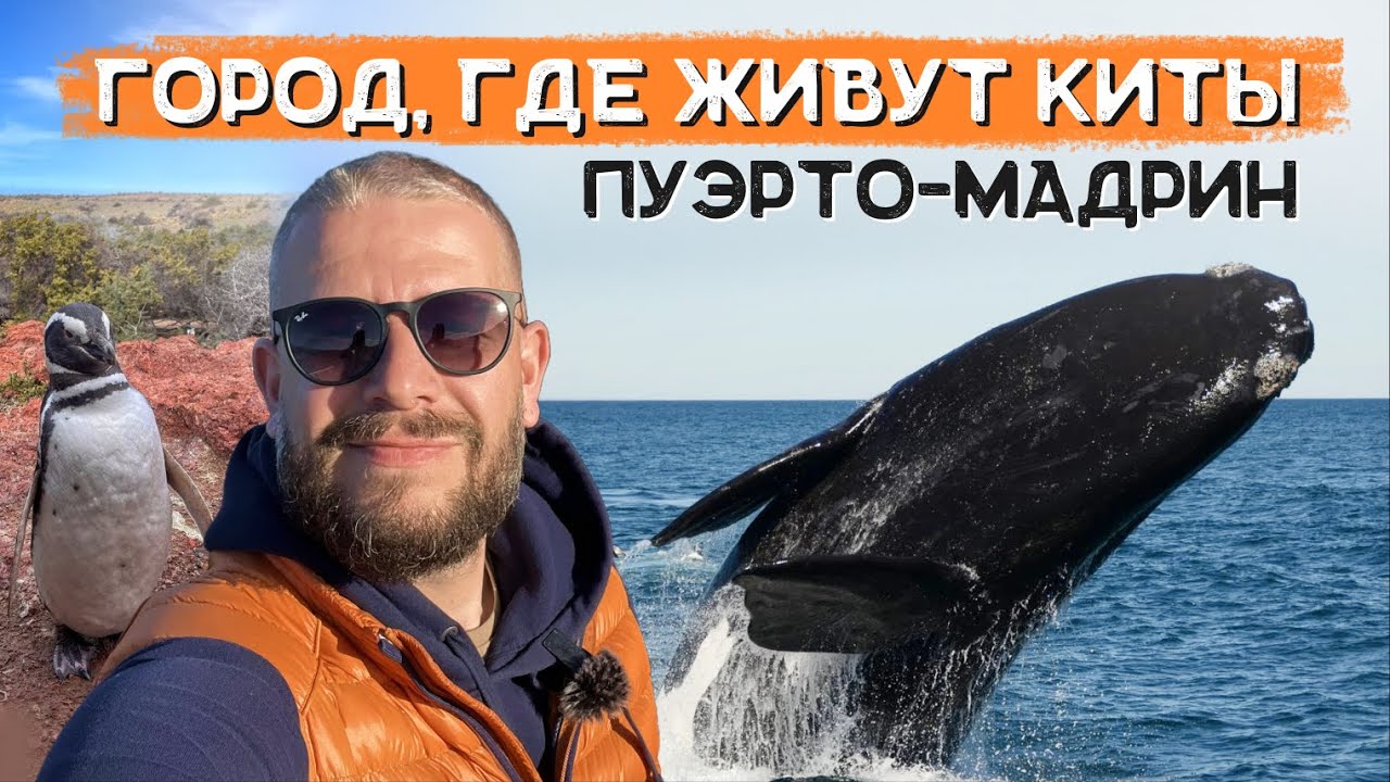 Путешествие в Пуэрто-Мадрин: киты, пингвины и неожиданный гость!