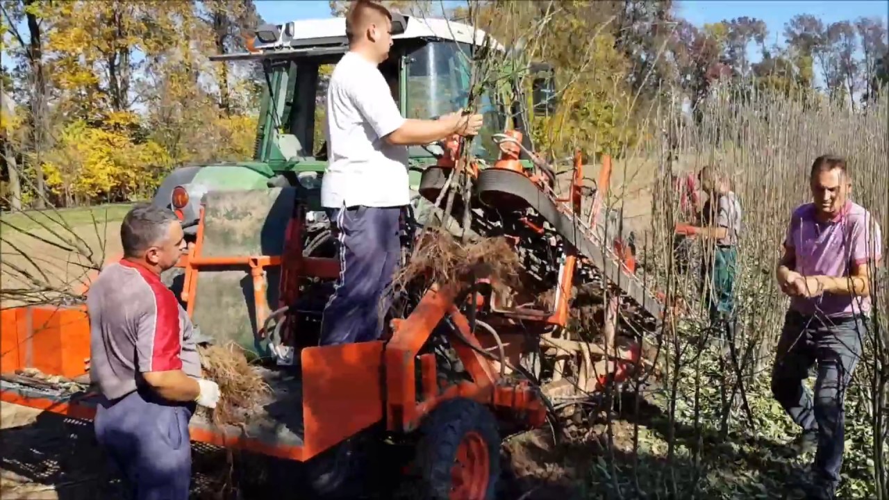 Excavation / Lifting of Fruit Trees - Economic Cooperative 01