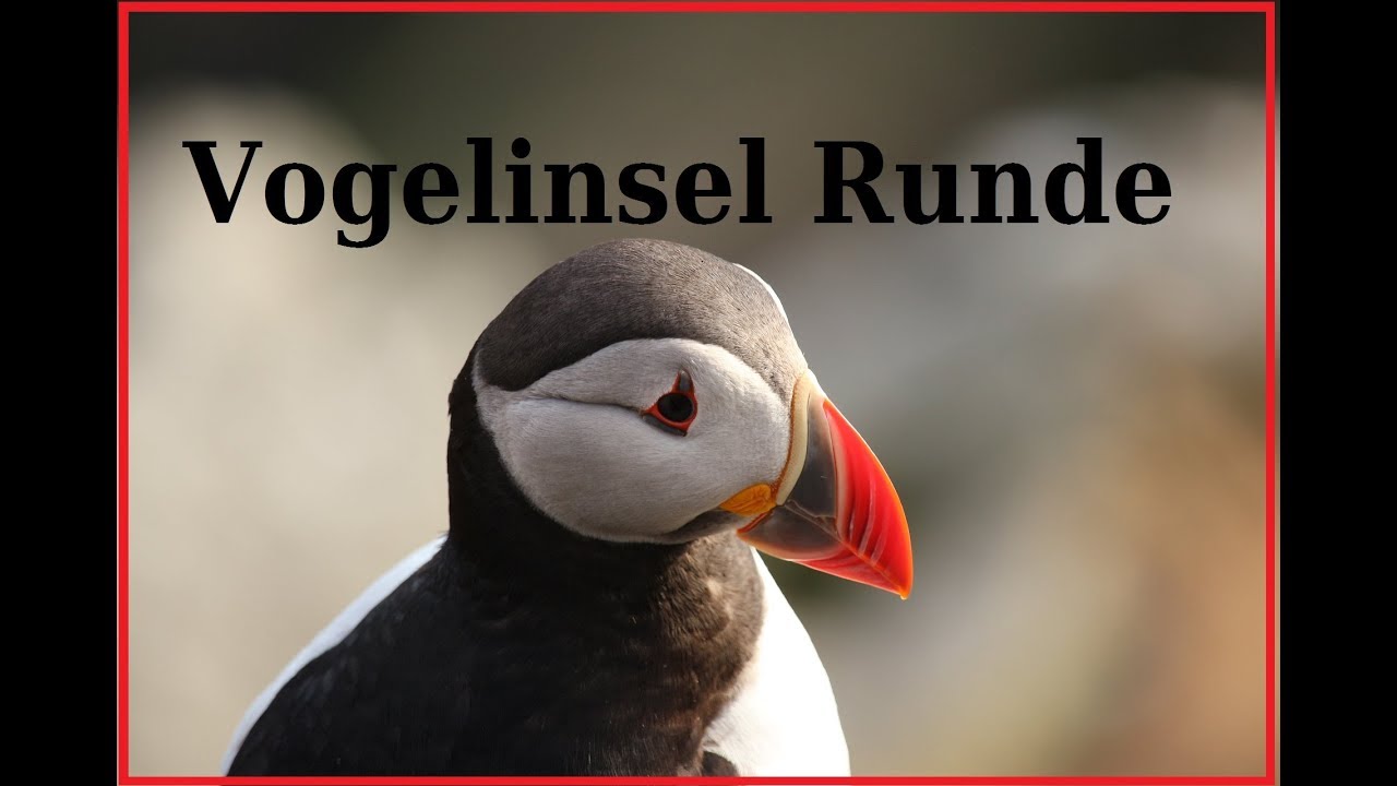 Vogelinsel Runde 2018 tolle Bilder Womourlaub   HD