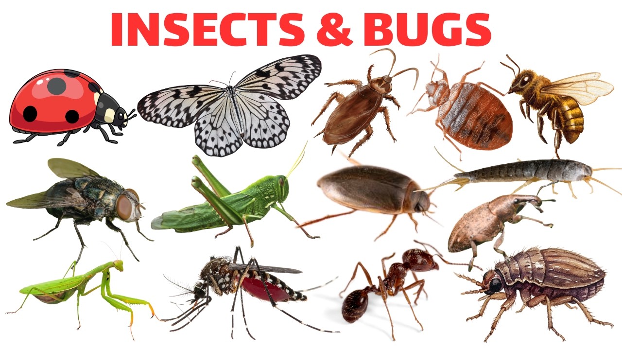 30 Insects & Bugs names in English for Kids 🐞 | STEM Early Learning | Fun Facts for Preschoolers