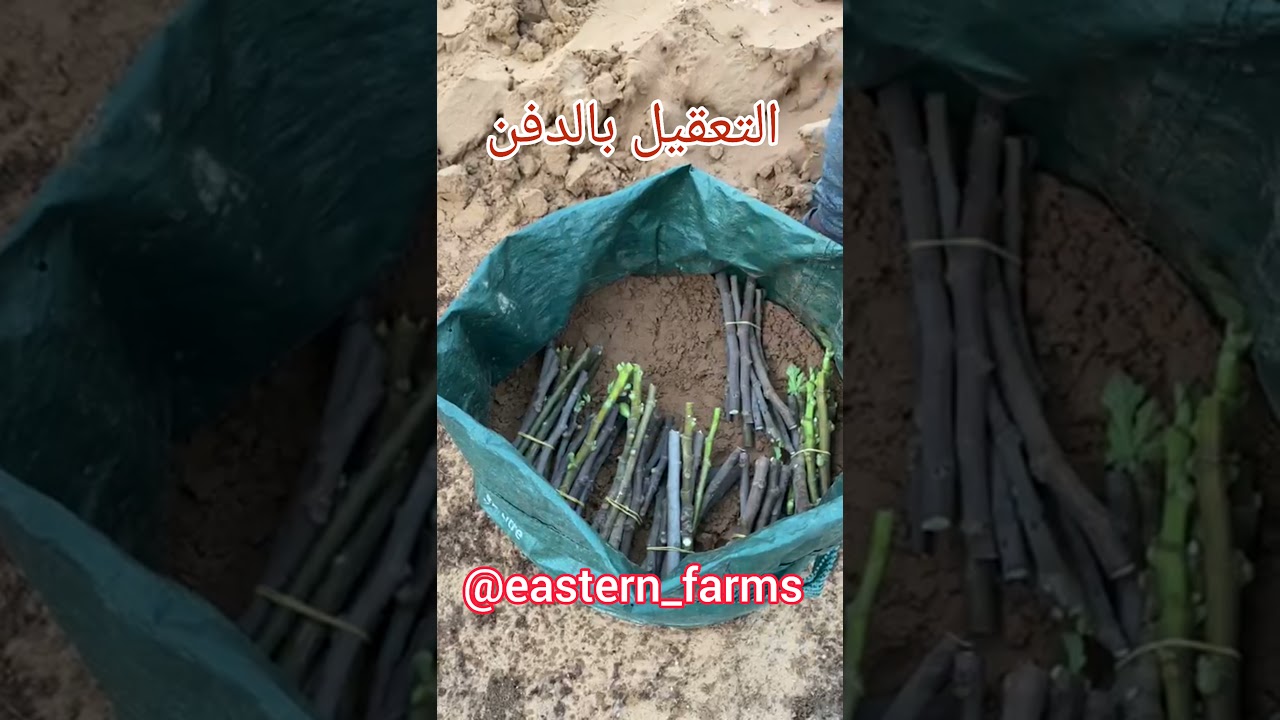 تقليم . تعقيل . تشتيل . تهذيب
