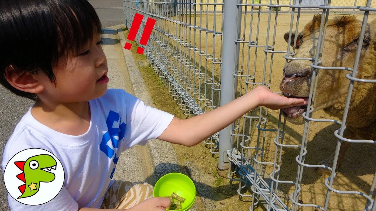 おでかけ 天王寺動物園へいったよ！ヤギさんにエサをあげよう！ トイキッズ