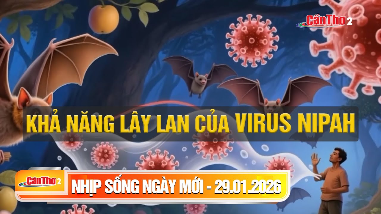 Khả năng lây lan của virus Nipah | Nhịp sống ngày mới 29.01.2026 | Cần Thơ